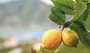 レモンの栽培が栄んな岩城島