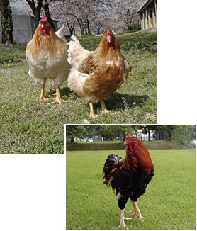 （写真上）阿波尾鶏（写真下）この父鶏が、姿も勇ましい軍鶏