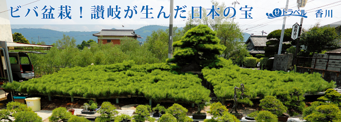ビバ盆栽！讃岐が生んだ日本の宝
