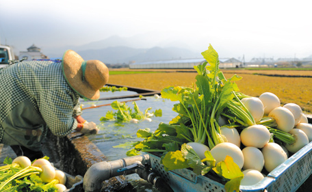 上喜多川地区の農家が共同でつくった、うちぬきの水の野菜洗い場。収穫した野菜はここで泥を落とす。夏も冷たい水で洗えるので、野菜の新鮮さをそこなわないという。こんなきれいな水で洗った野菜なら、美味しいに決まっている