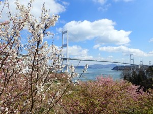 来島海峡大橋と川津桜