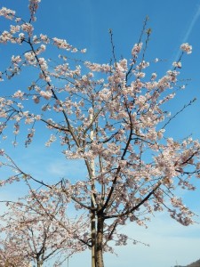 海岸通りの桜