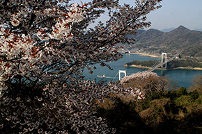 春の伯方・大島大橋