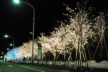 桜の小道ライトアップ