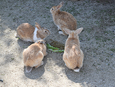 大久野島のうさぎ