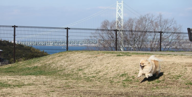 Dog run at Awaji Service Area