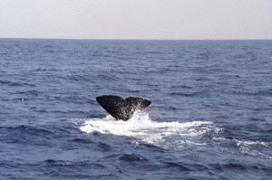 コース6 ホエールウォッチングと海中公園