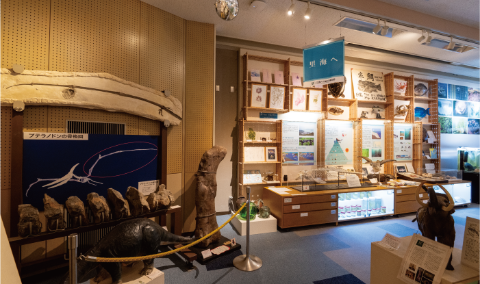 約1,000の標本・資料を展示している本館。学生による企画展示や地域の希少生物の保全活動にも取り組んでいる。スタンプラリーや自然観察会など、開館20周年を記念したイベントも開催予定。