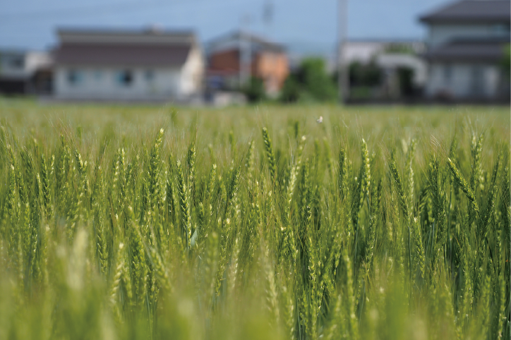 幹線道路沿いにはうどんの原料となる小麦が実る