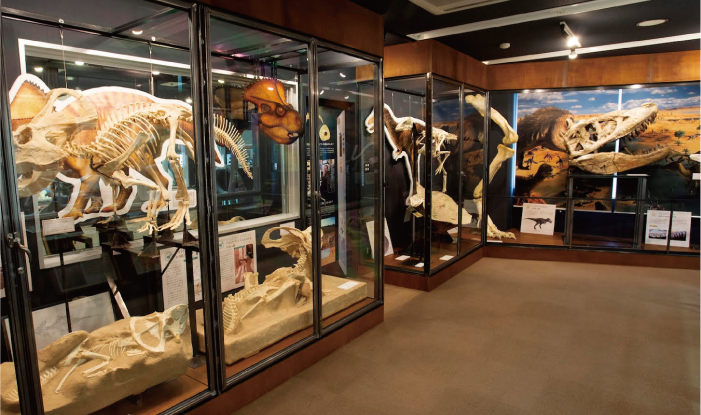メイン展示室には、タルボサウルスやプロトケラトプスの骨格のほかにゴビ砂漠の地層の年代測定についての展示も充実している。