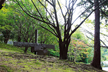 美術館の周囲には、徳島県や各市町村の木や花が植えられている花木園や、展望台、野外彫刻などが点在する豊かな森が広がる
