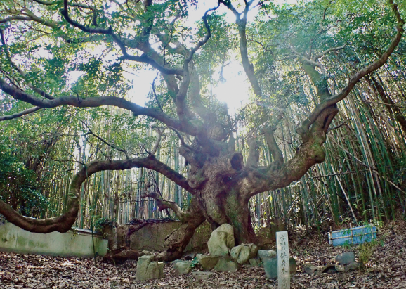 梵音寺（ぼんのんじ）とタブノキ