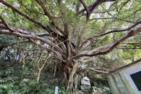 貝の古場のアコウ