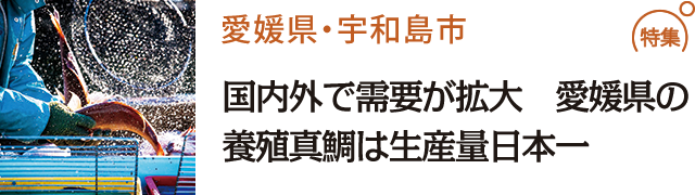 国内外で需要が拡大 愛媛県の養殖真鯛は生産量日本一