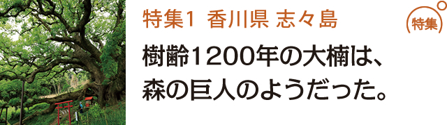 樹齢1200年の大楠は、森の巨人のようだった。