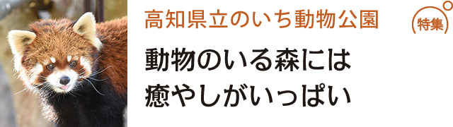 動物のいる森には癒やしがいっぱい