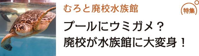 プールにウミガメ？廃校が水族館に大変身！
