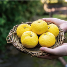 せせらぎが旅の案内役柚子香る、ふたつの村へ。