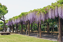 大三島藤公園