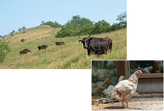 （写真上）大川村の黒牛（写真下）村で育てられる、土佐はちきん地鶏