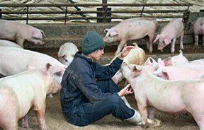 人懐っこい豚の健康を、毎日厳しくチェック