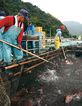 漁港では、漁師たちが毎日朝早くから鯛を水揚げ、出荷します