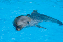 新屋島水族館