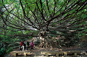 巨大な根がタコの足のような「アコウの大木」は、これで一本の木
