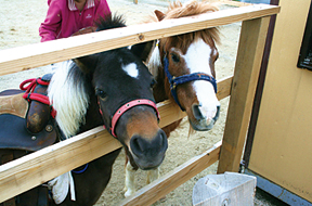 土日にはポニーの乗馬体験やエサやりもできる