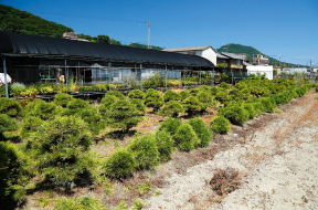 鬼無町のあちこちで見かける盆栽畑（花澤明春園）