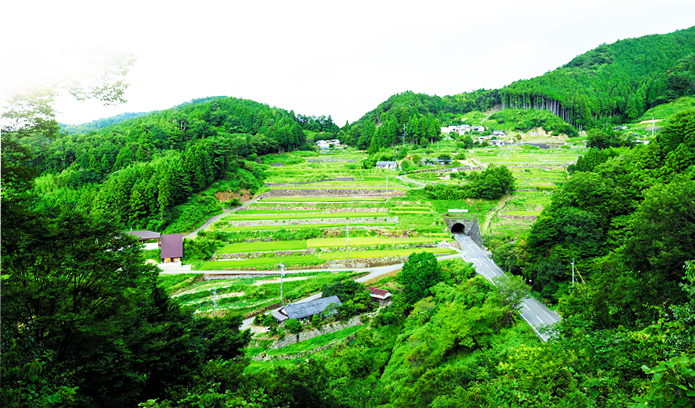 司馬遼太郎が絶賛した神在居の棚田