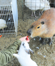 カピパラのえさに飛びつくうさぎ