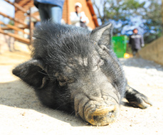 ミニブタのトントンちゃんは、食べることとお昼寝が大好き！