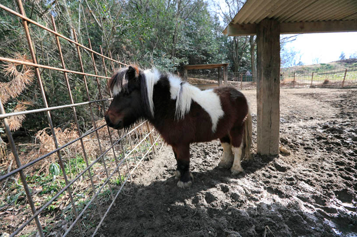 せトラベル 春の野山で動物と触れ合おう 驚きの光景が待っている 写真ギャラリー 瀬戸マーレ Vol せトラベル 春の野山で動物と触れ合おう 驚きの光景が待っている 写真ギャラリー 瀬戸マーレ Vol