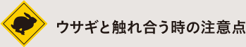 ウサギと触れ合う時の注意点