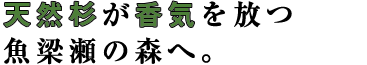 天然杉が香気を放つ魚梁瀬の森へ。