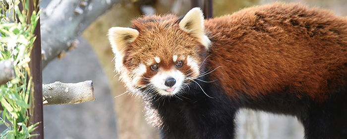 動物のいる森には癒やしがいっぱい