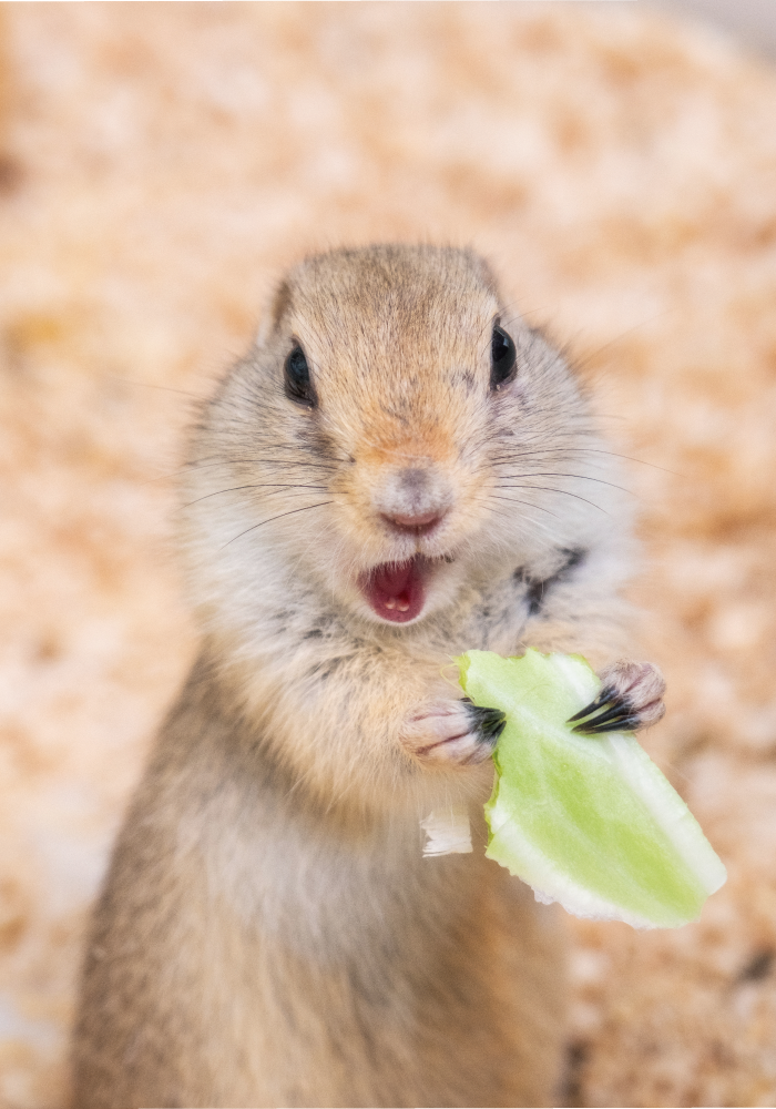 リチャードソンジリスの “キッド”は、餌を手に持って食べる姿がキュート。