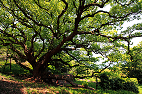 志々島の大楠は、幹周り14ｍ、高さ40ｍで、香川県の天然記念物に指定されている