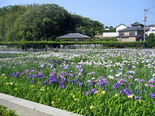 菖蒲１
