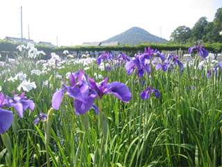 菖蒲２