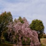 今治市内の花見の名所を巡ってみました