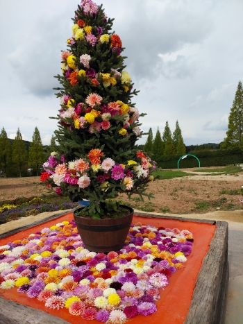 やまなみ街道を通って 世羅町へ 秋のダリアとガーデンマム祭 しまなみ海道